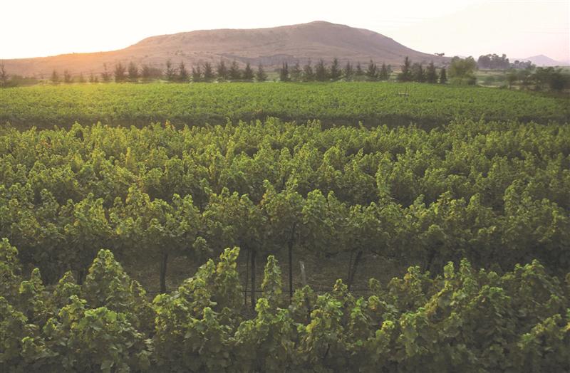 Sula Vineyards Nashik